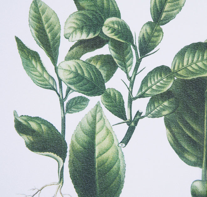 Georgette - Herbarium XL