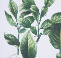 Herbarium XL / Memo Sample